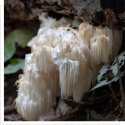 Soplówka jeżowata - Lion's mane - Hericium - 90 kapsułek MYQO